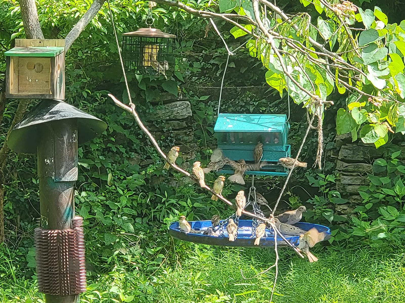 Woodlink Absolute II Squirrel Resistant Bird Feeder Model 7536, 12 lbs, Model:301045 customer photo 1