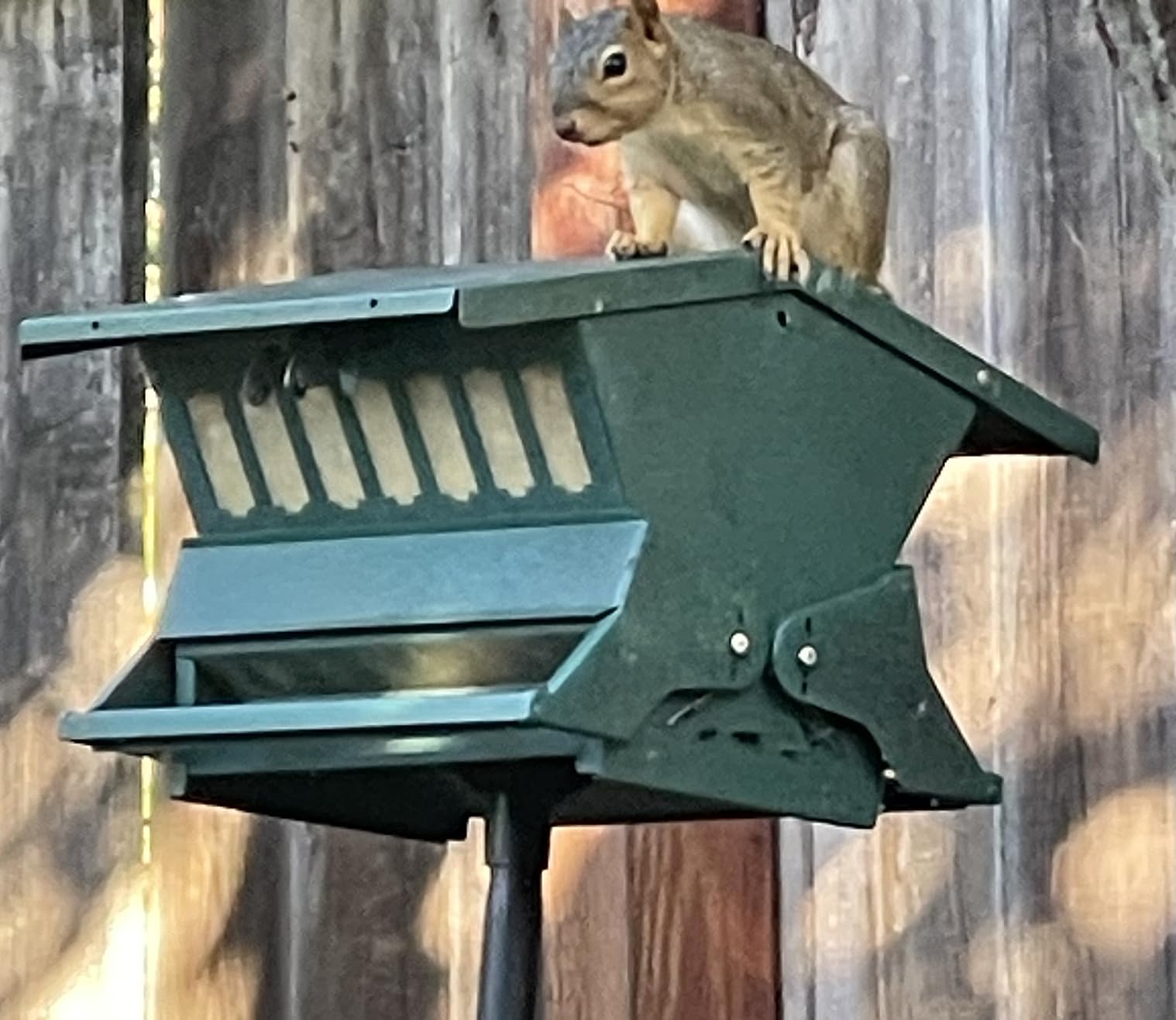 Woodlink Absolute II Squirrel Resistant Bird Feeder Model 7536, 12 lbs, Model:301045 customer photo 2