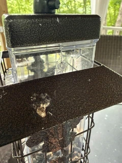 Perky-Pet Squirrel-Be-Gone Bird Feeder, 2 lb Seed Capacity customer photo 2