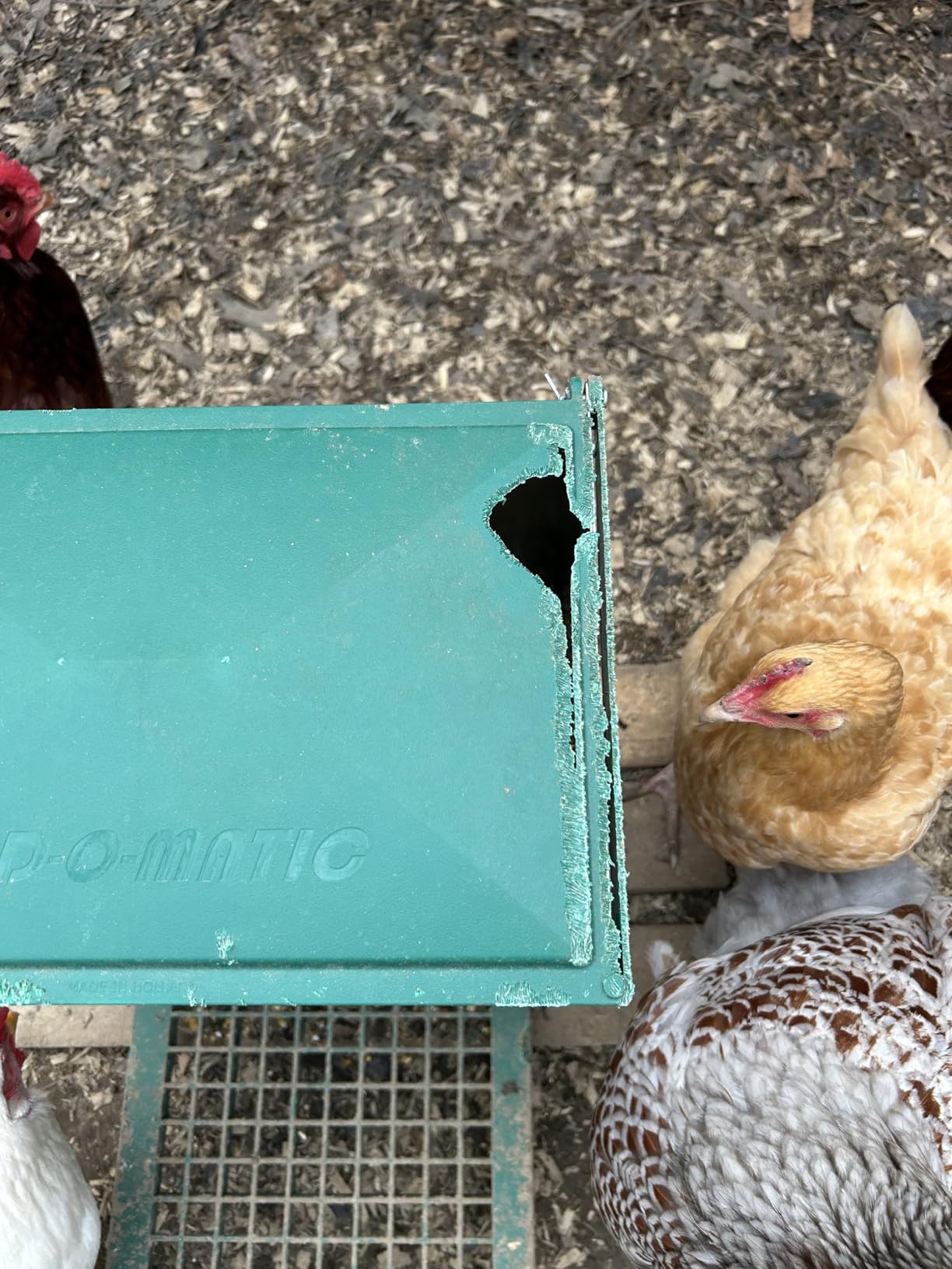 Olba B.V. Feedomatic Automatic Poultry Feeder, 12 kg customer photo 2