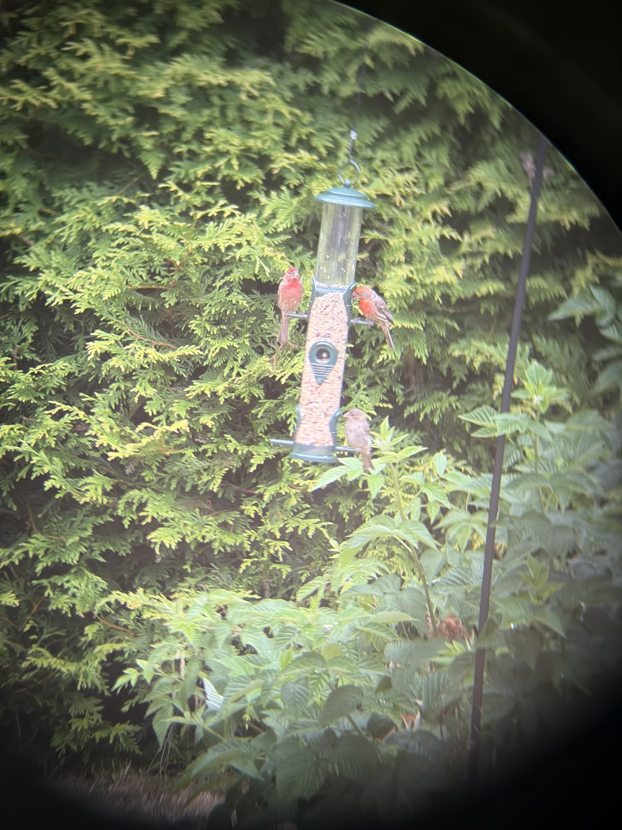 Gray Bunny Squirrel Proof Bird Feeders for Outdoors 6 Port Metal Tube customer photo 1