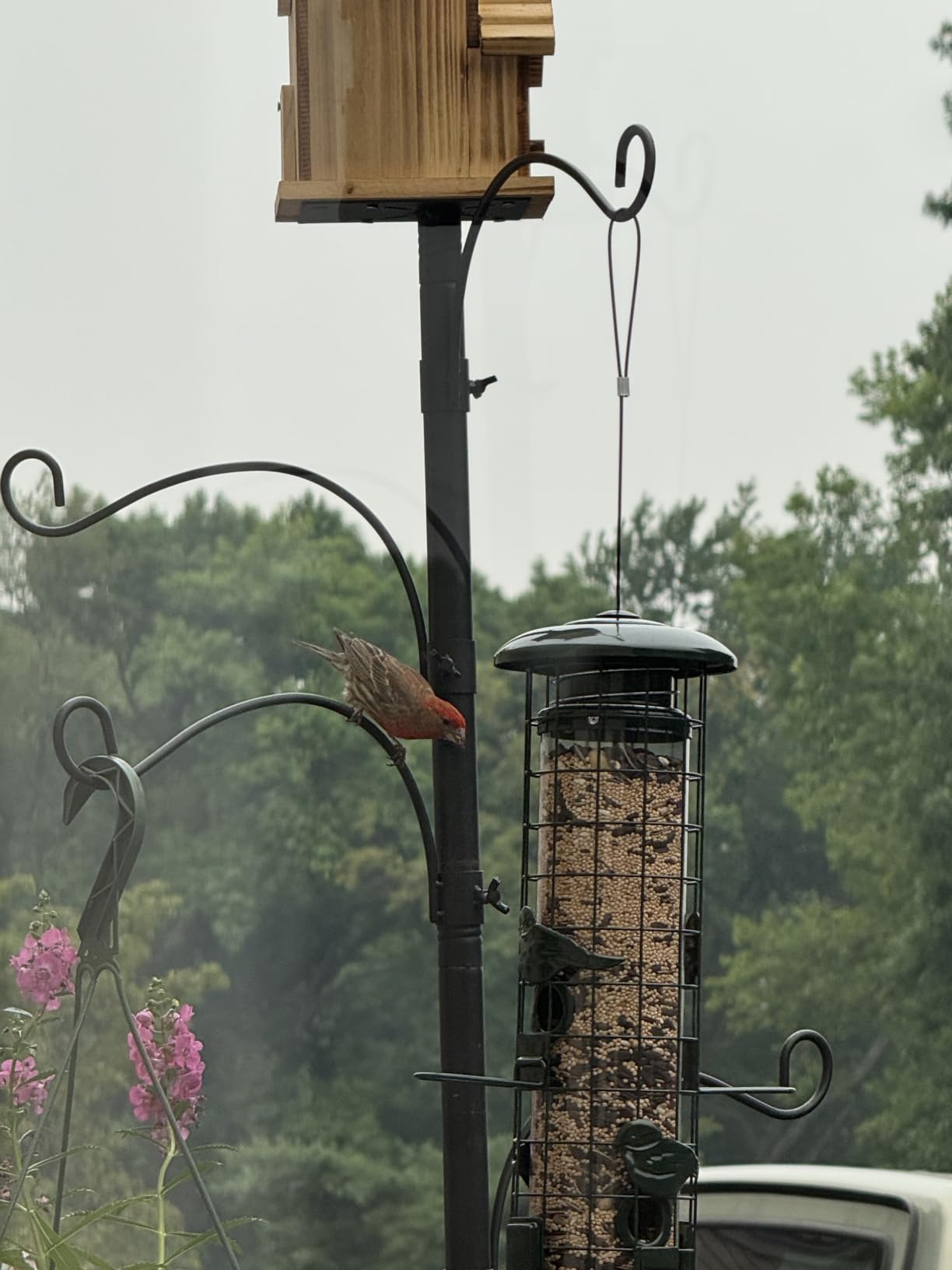Squirrel Proof Bird Feeder,Metal Mesh Bird Feeders for Outdoors Hanging,Gravity Protection Squirrel Proof Wild Bird Feeders with Finch Cardinal Chickadee,3LB Large Capacity,Green customer photo 2