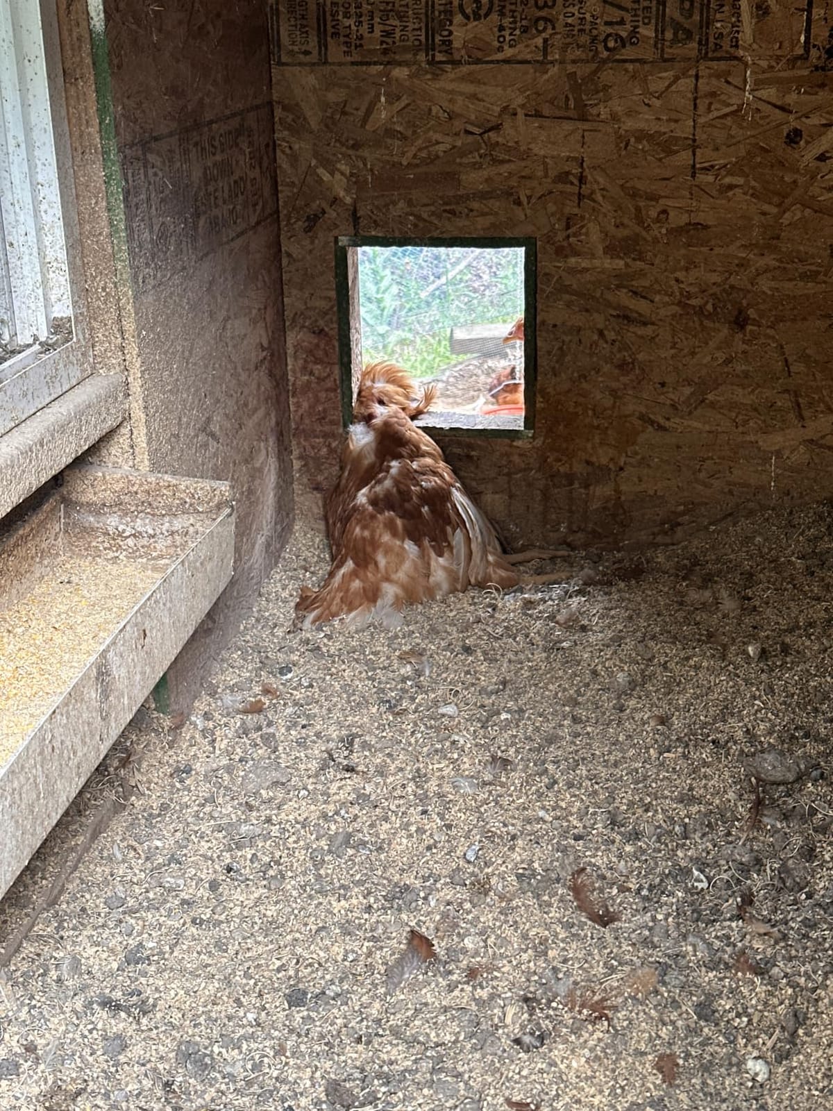 Asfrost Automatic Chicken Coop Door Solar Powered Automatic Chicken Door with Timer & Light Sensor, Anti-Pinch, Durable Aluminum Auto Chicken Door, Charge with 7W Solar Panel & USB - Orange customer photo 2