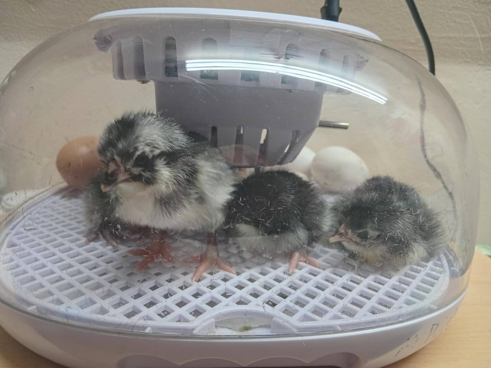 Egg Incubator for Hatching Chicks, Automatic Egg Turner Holds 12 Eggs customer photo 2