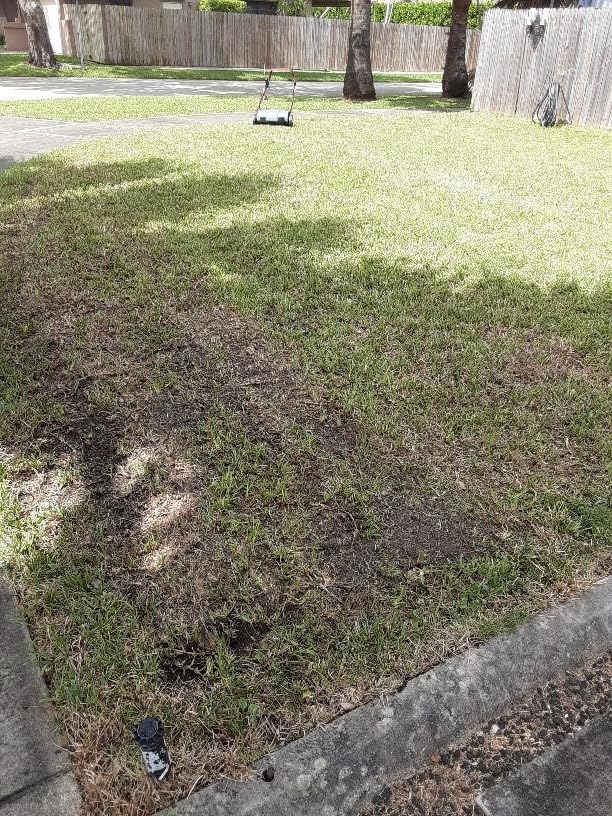 SENIX 21-Inch Gas Push Lawn Mower, 144cc, 2-in-1 Mulching customer photo 1